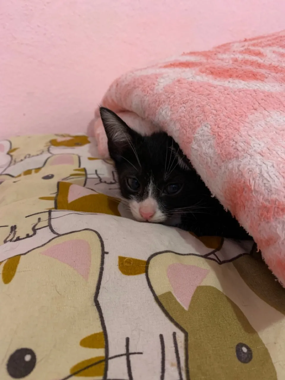 Gatinho frajola adoção