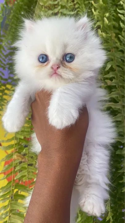  Filhotes de Gato Persa Macho e Fêmea com Pedigree