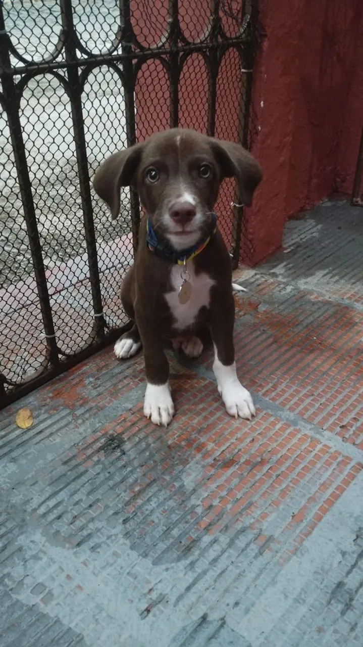 Filhote de Labrador