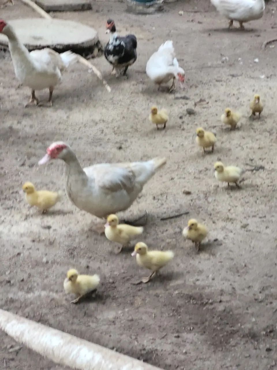 Vendo patos - Foto 2