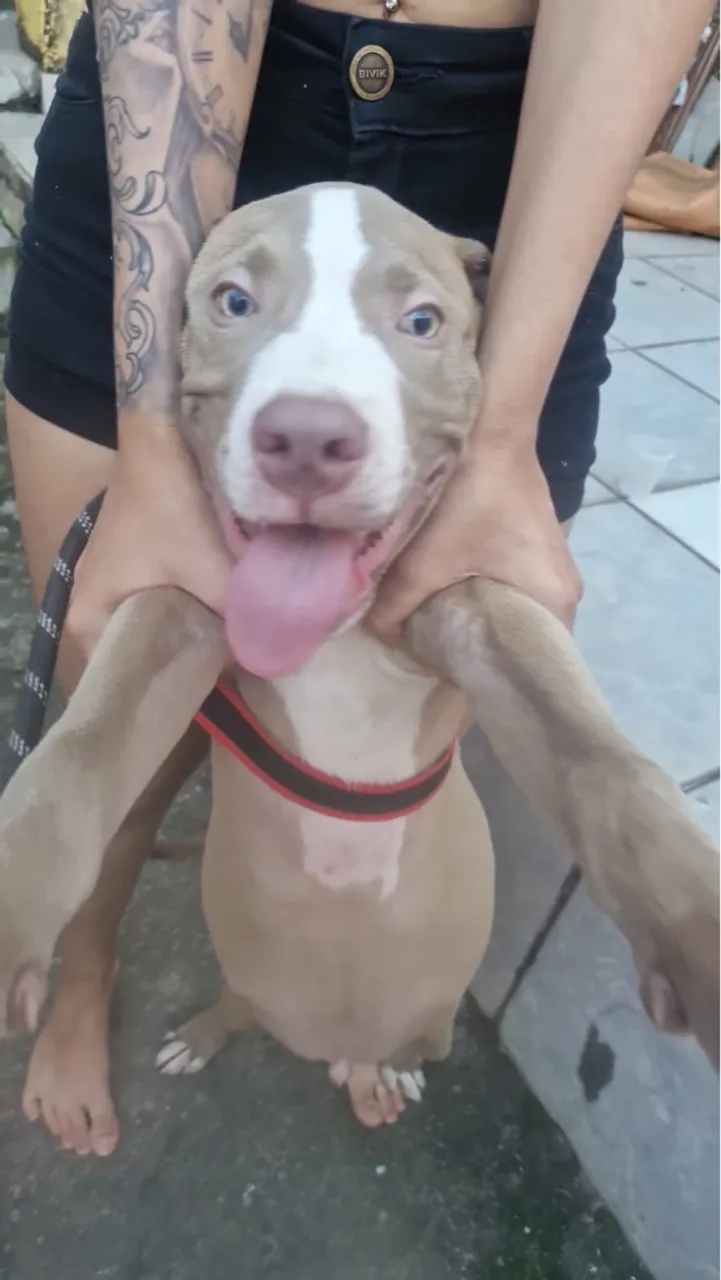 Filhote de Pitbull