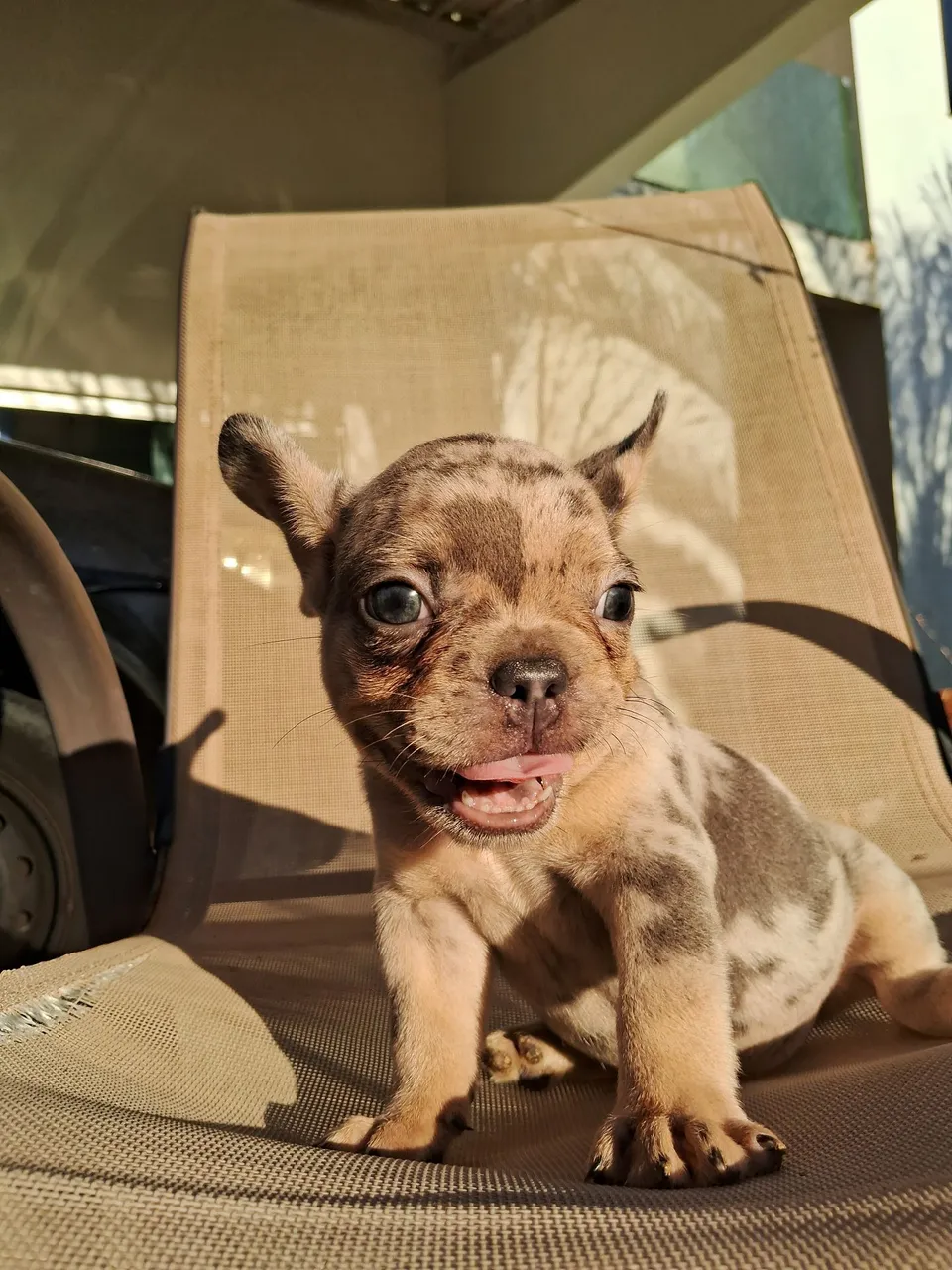 Filhote de Bulldog Francês Blue Merle Disponível!