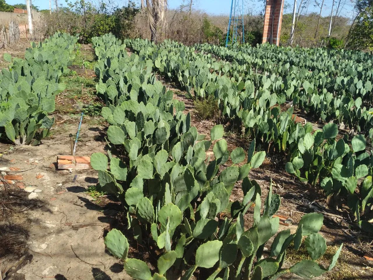 Palma forrageira  - Foto 2