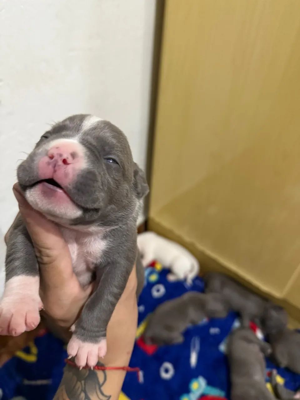 Filhote American Bully Blue Femea
