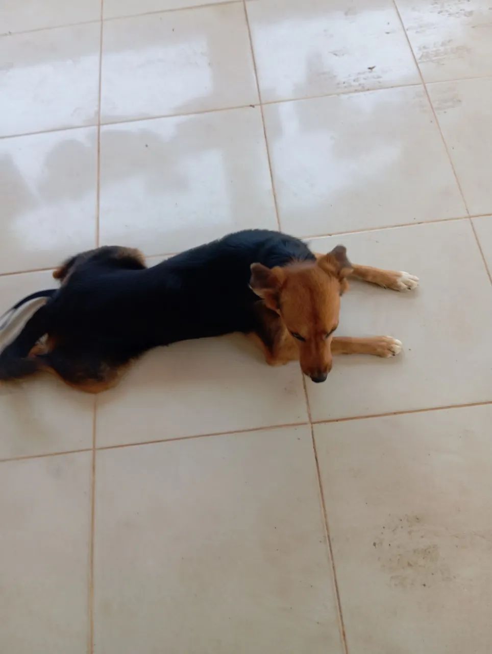 Cão fêmea - Foto 2