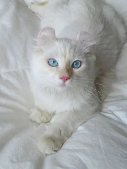 American Curl Filhotes na Cor Branco - Foto 3