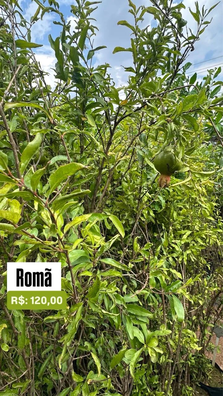 Muda de Romã