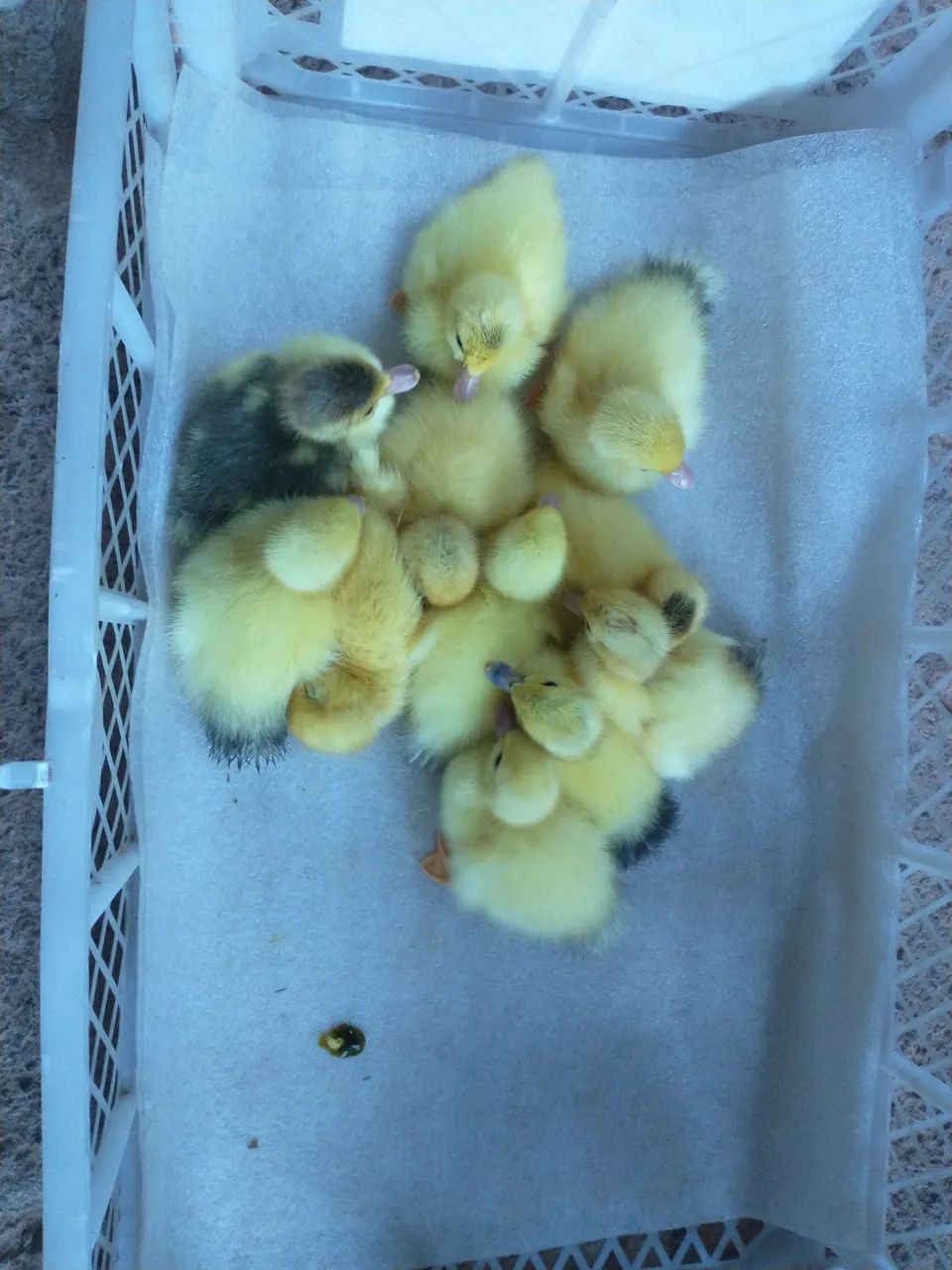 Lindos patinhos para presentear . - Foto 4