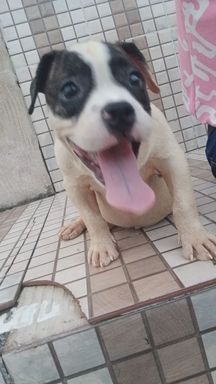 PROMOCAO Filhote de exotic bully super dócil e brincalhão