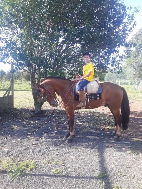 Vendo cavalo crioulo  - Foto 4