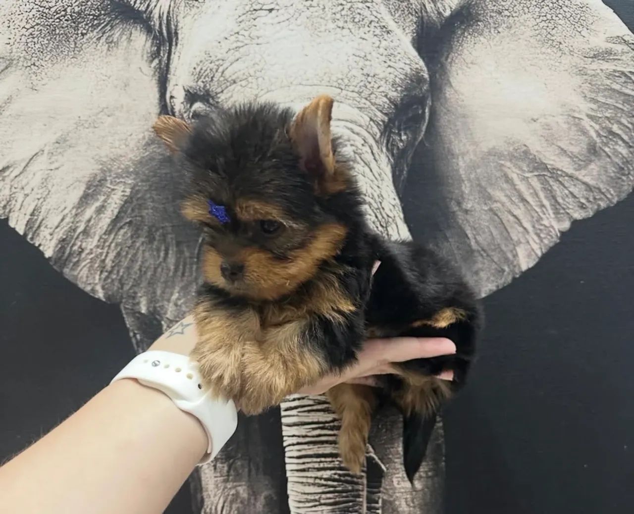 filhotes Yorkshire Terrier Fêmea, as filhotes mais encantadoras da cidade!