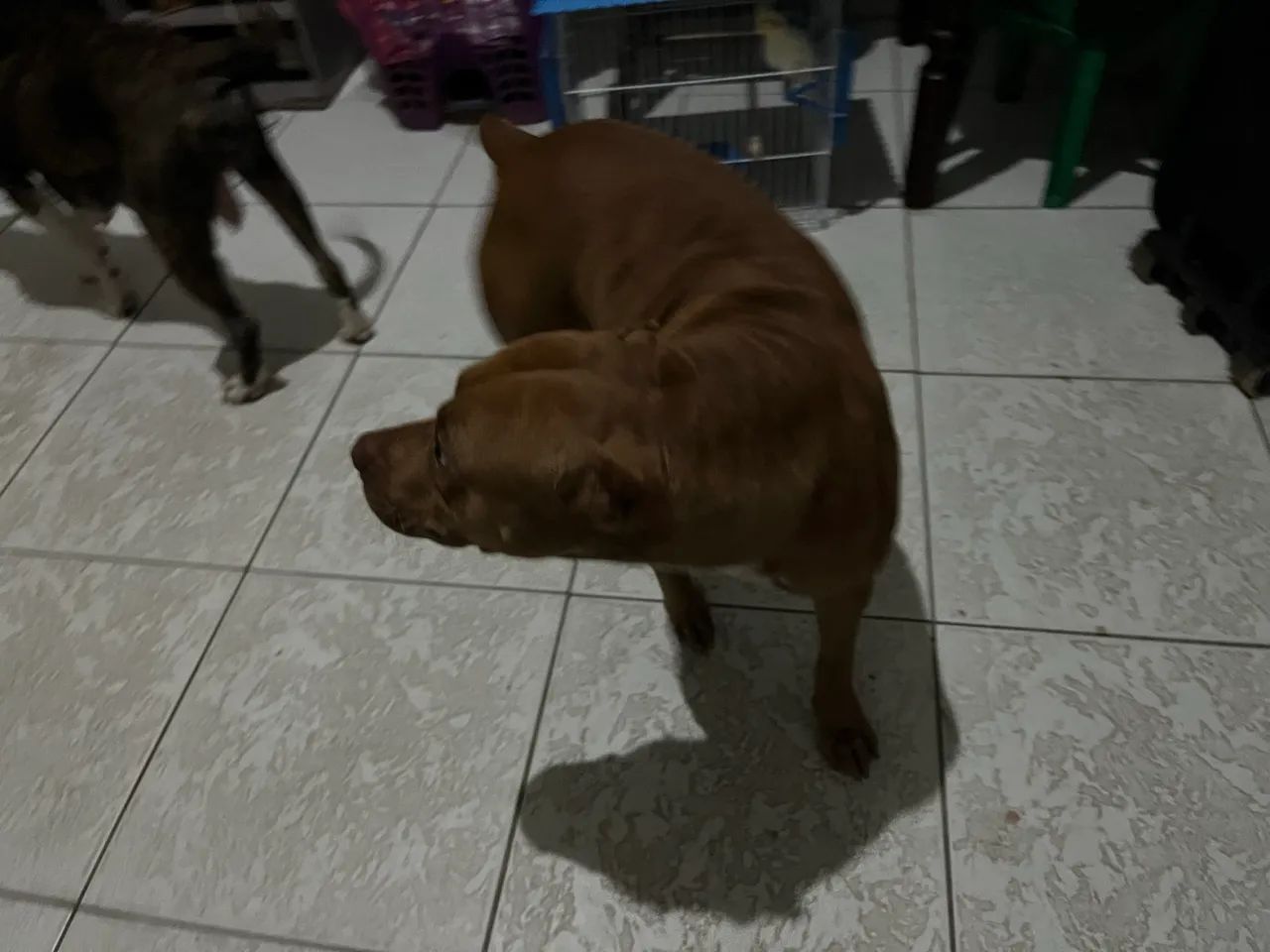 Pitbull fêmea 2 anos  - Foto 2