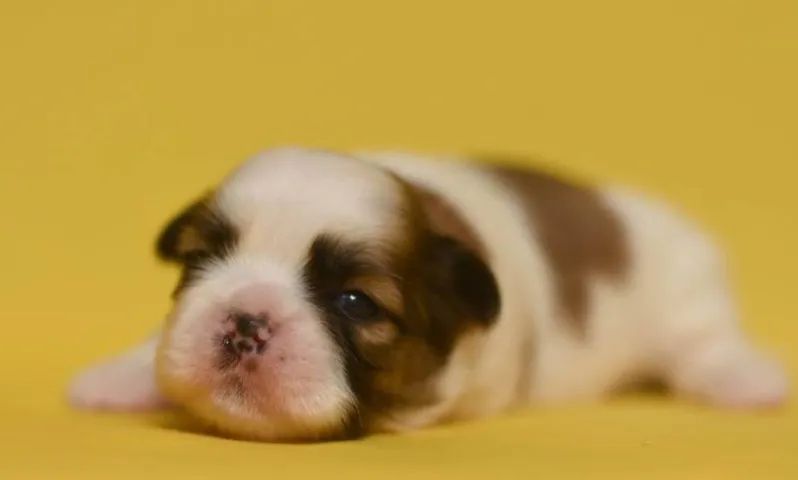 Shih-Tzu Mini Preto e Branco Fêmea - Compacta e Cheia de Energia! 