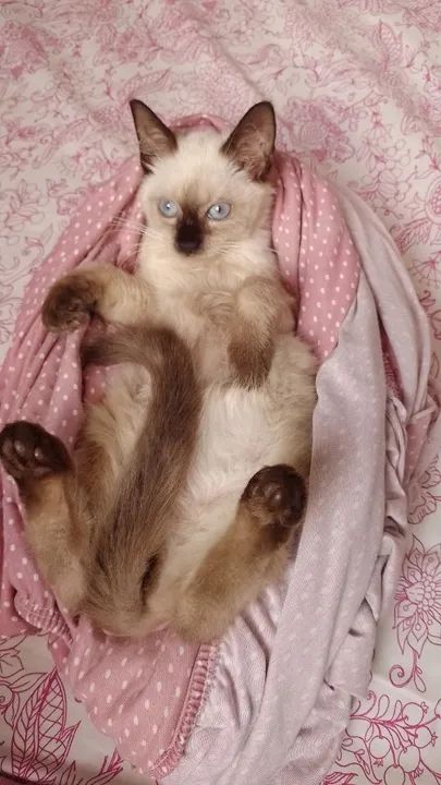 Gatinho Siamês disponível para adoção (castração garantida) - Foto 3