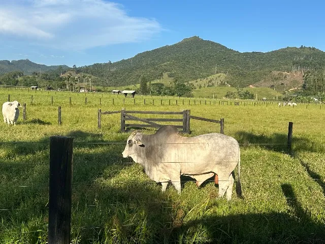 Touros e terneiros da raça Bhramam 