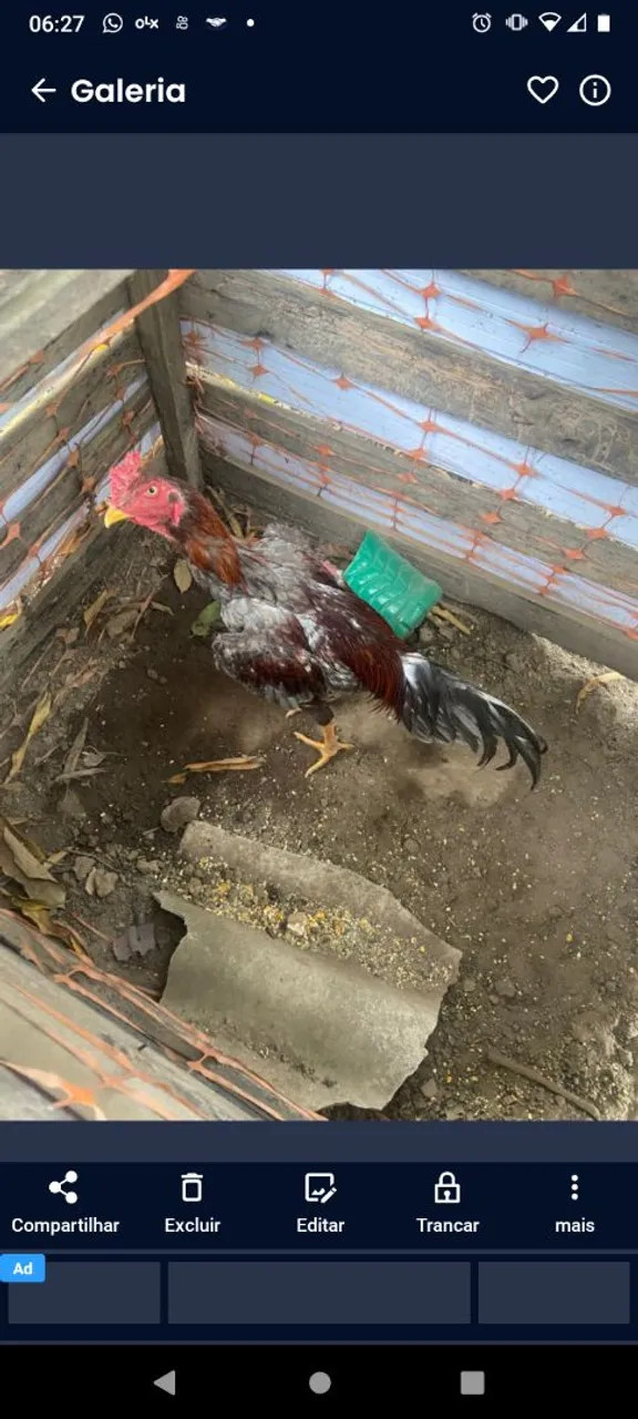 Frango de raça