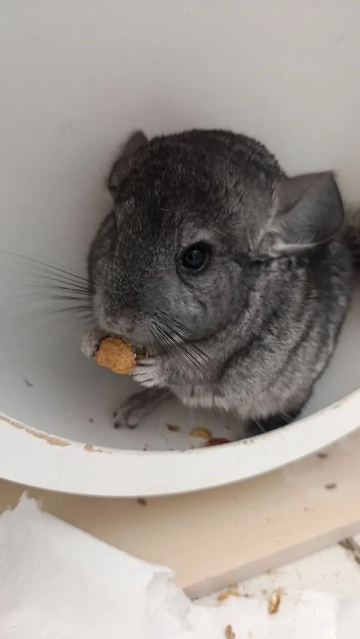 Chinchila filhote ,5 meses - Foto 4