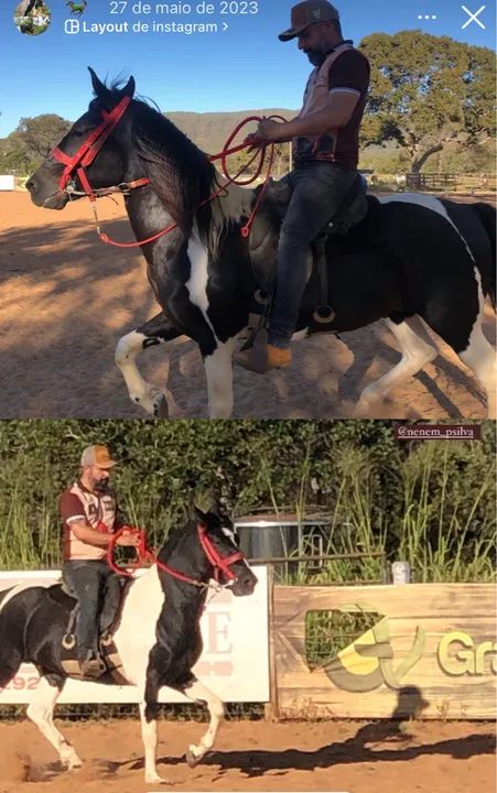 Cavalo manga larga, pampa de preto - Magnífico Exemplar - Foto 3