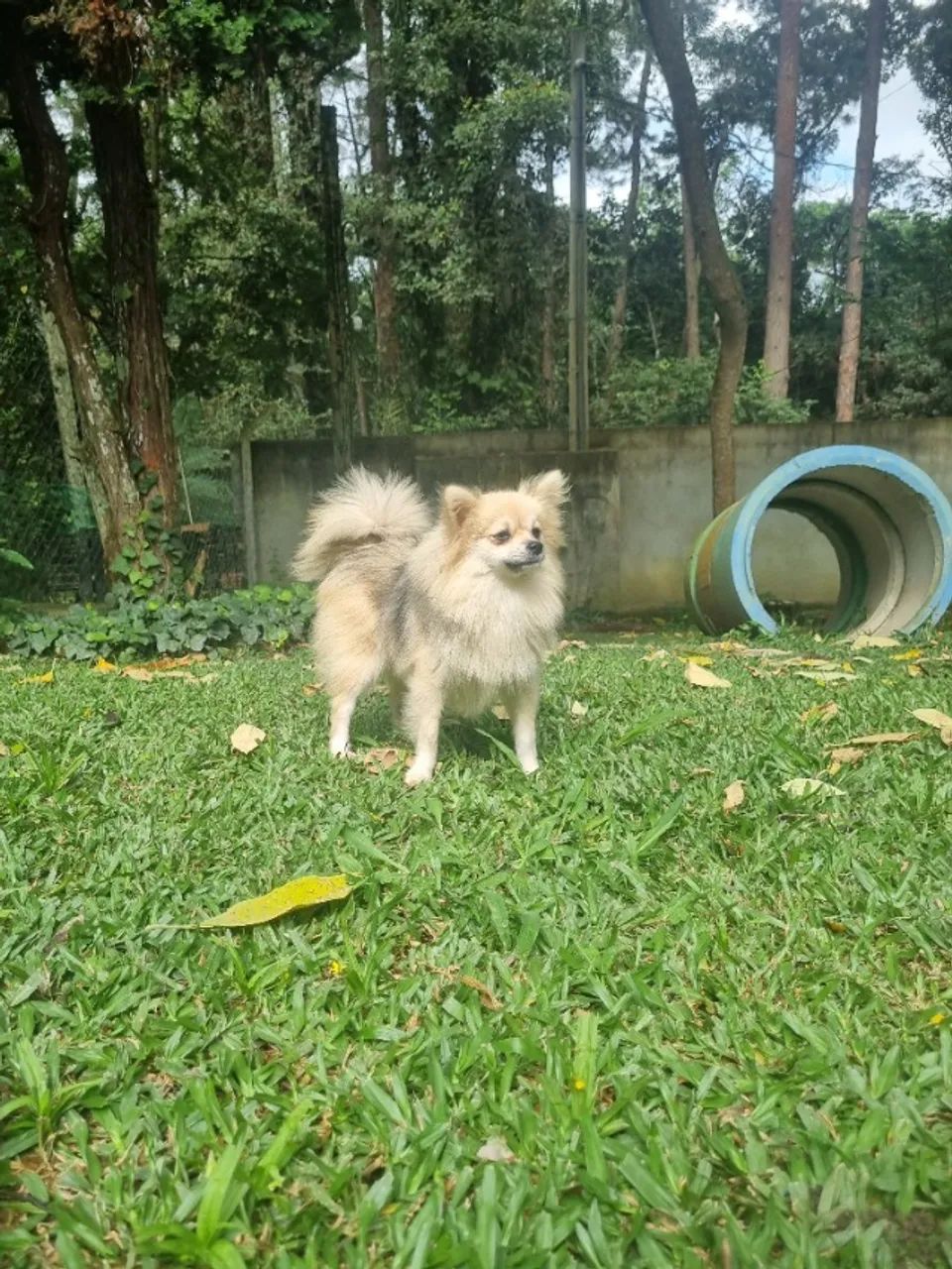 Spitz Alemão fêmea 9 meses - Foto 2