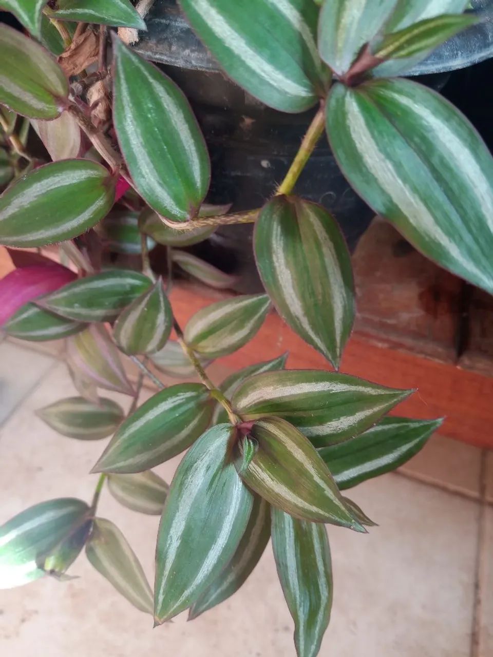 Galho de tradescantia zebrina 