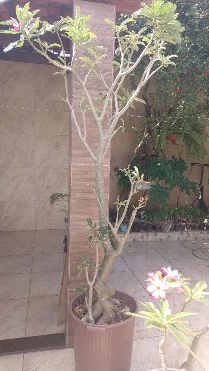 Rosas deserto  - Foto 5