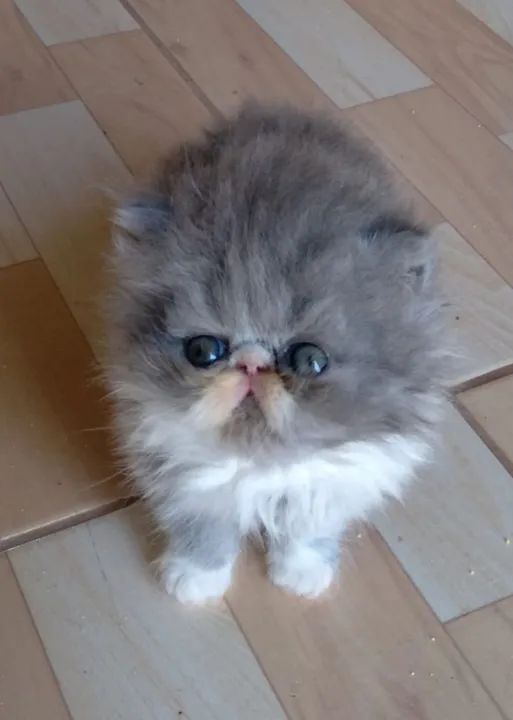 Gatinhos Persa super fofos - Foto 4