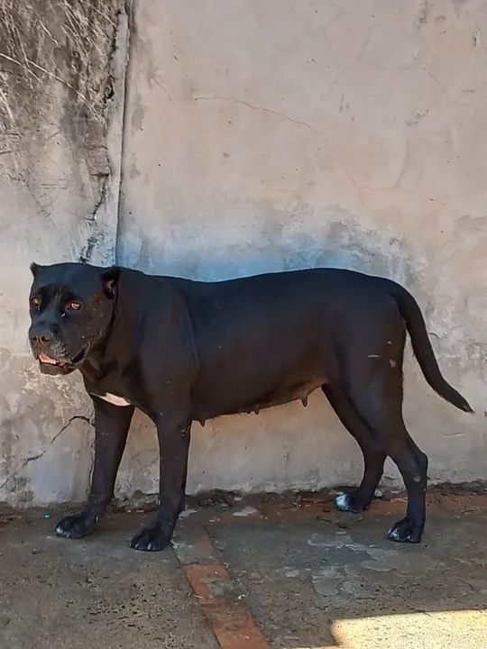 Cane Corso - filhotes disponíveis - pretos - 20 dias - Foto 2