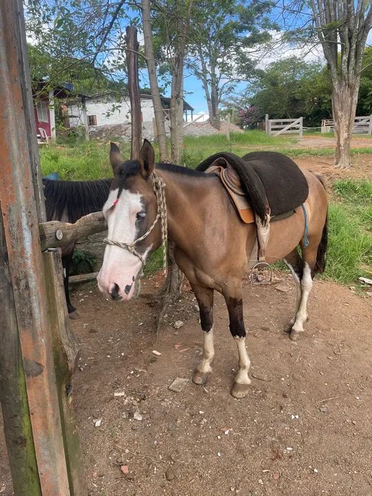 Cavalo criolo sem doc aceito proposta avista por ele ? - Foto 3