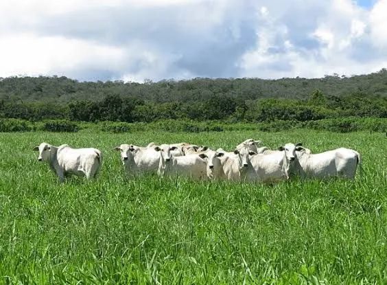 Alugo Fazenda com pasto para criação de gado