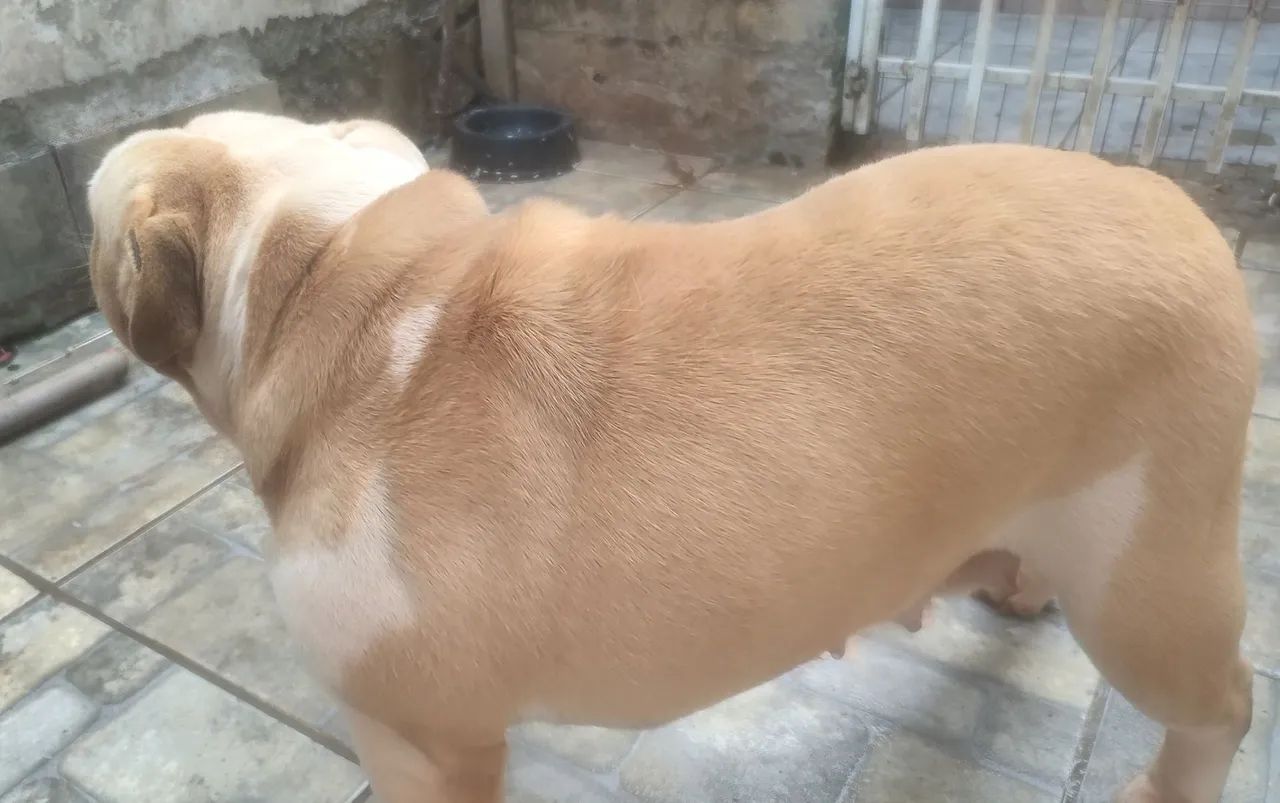  Bulldog Inglês fêmea  - Foto 4
