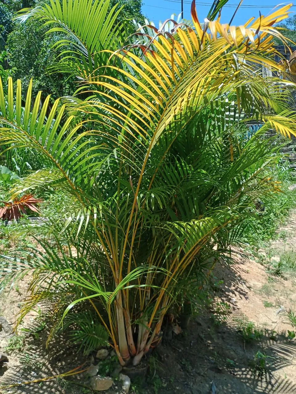 Palmeiras areca bambu.
