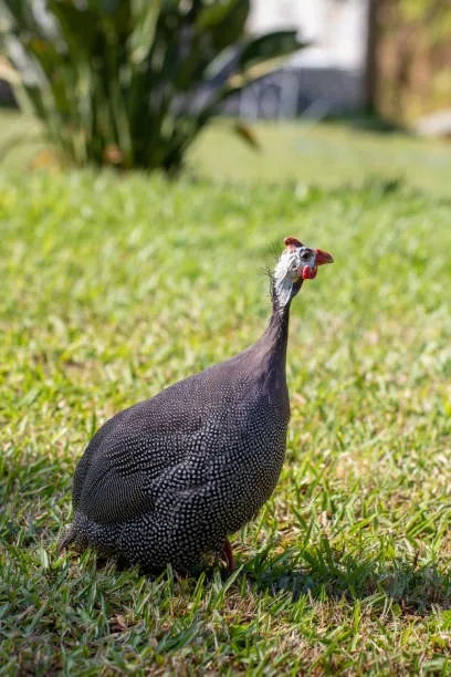Vende -se 3 galinha da Angola tem um macho