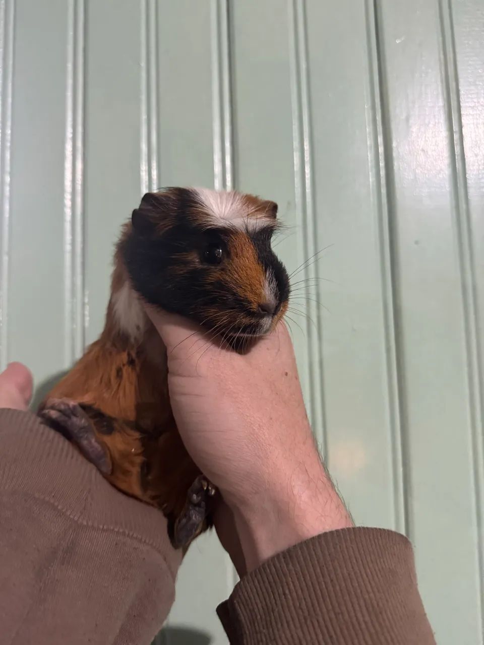 Porquinhos da índia 64319319510402121