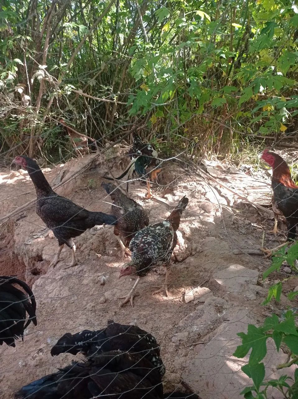 Vendo galo e galinha índio grandão  - Foto 5