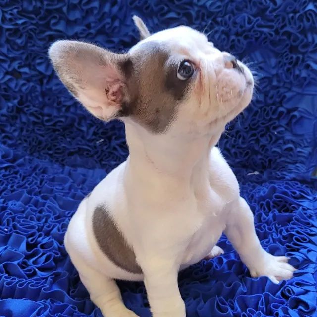 Buldogue Francês / Bulldog Francês - Foto 3