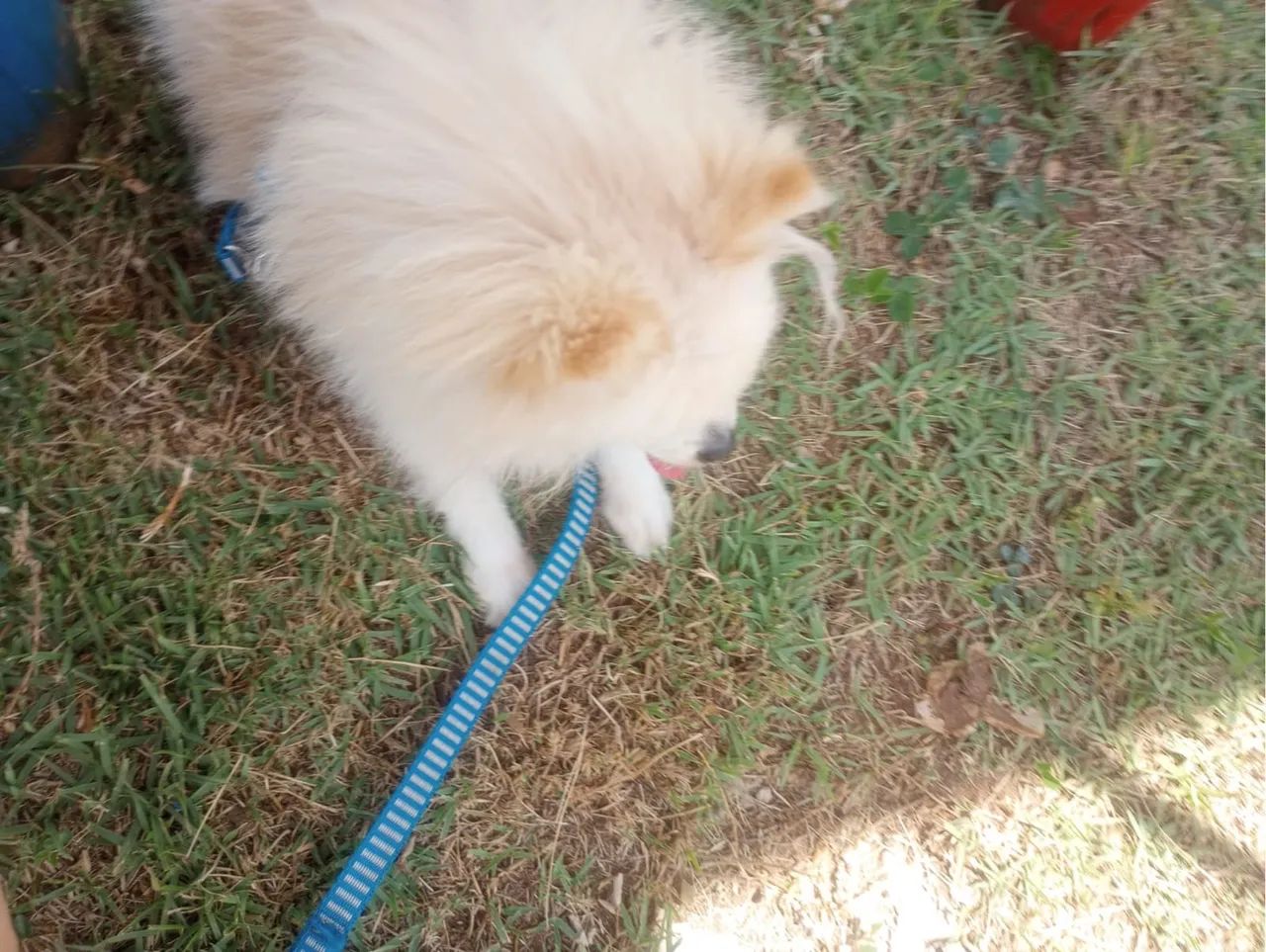 Filhote de Spitz Alemão porte pequeno - Foto 3