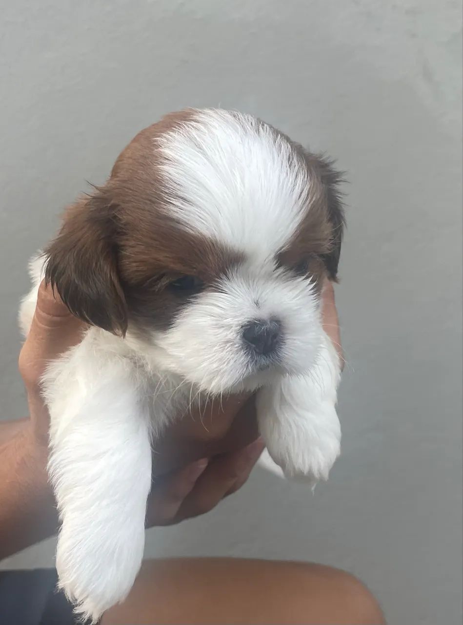 Vendo filhote de ShihTzu macho puro, com 30 dias!