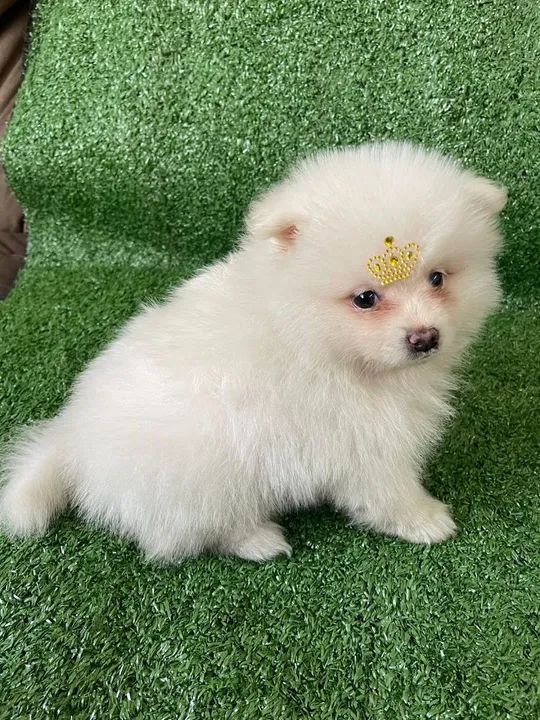 Lulu macho fofo  - Foto 3