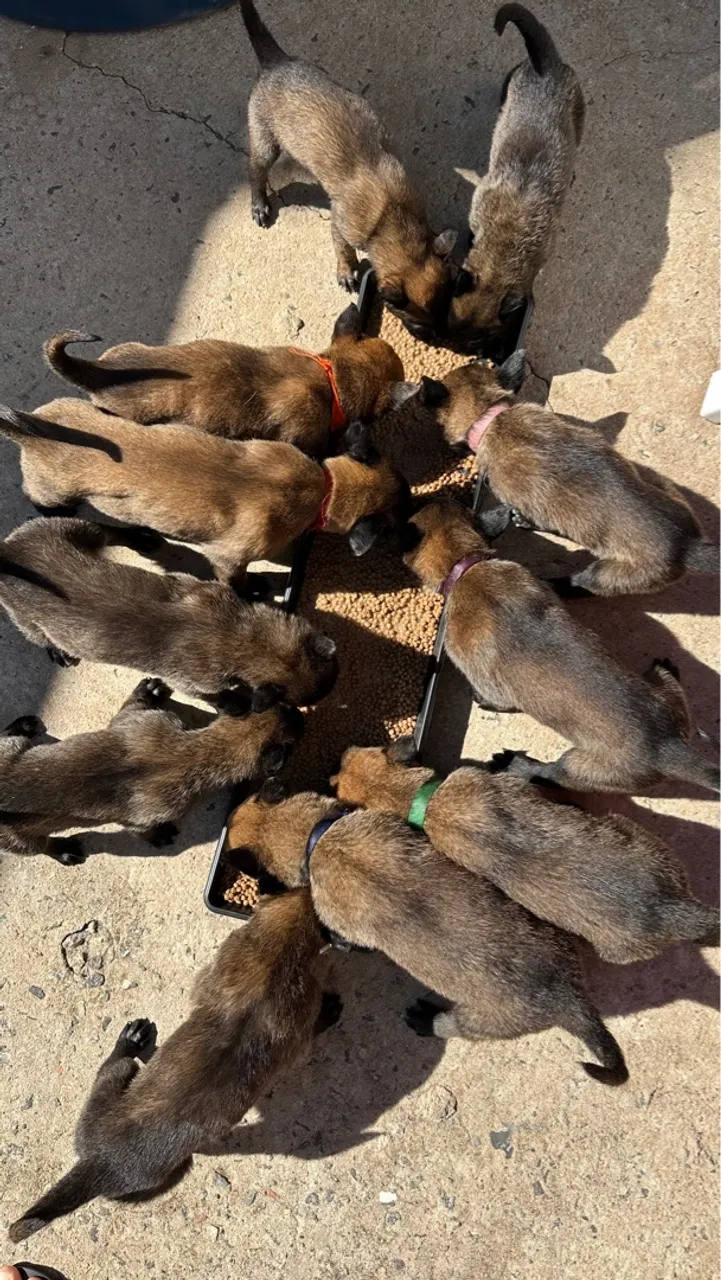 Filhotes de Pastor Belga Malinois