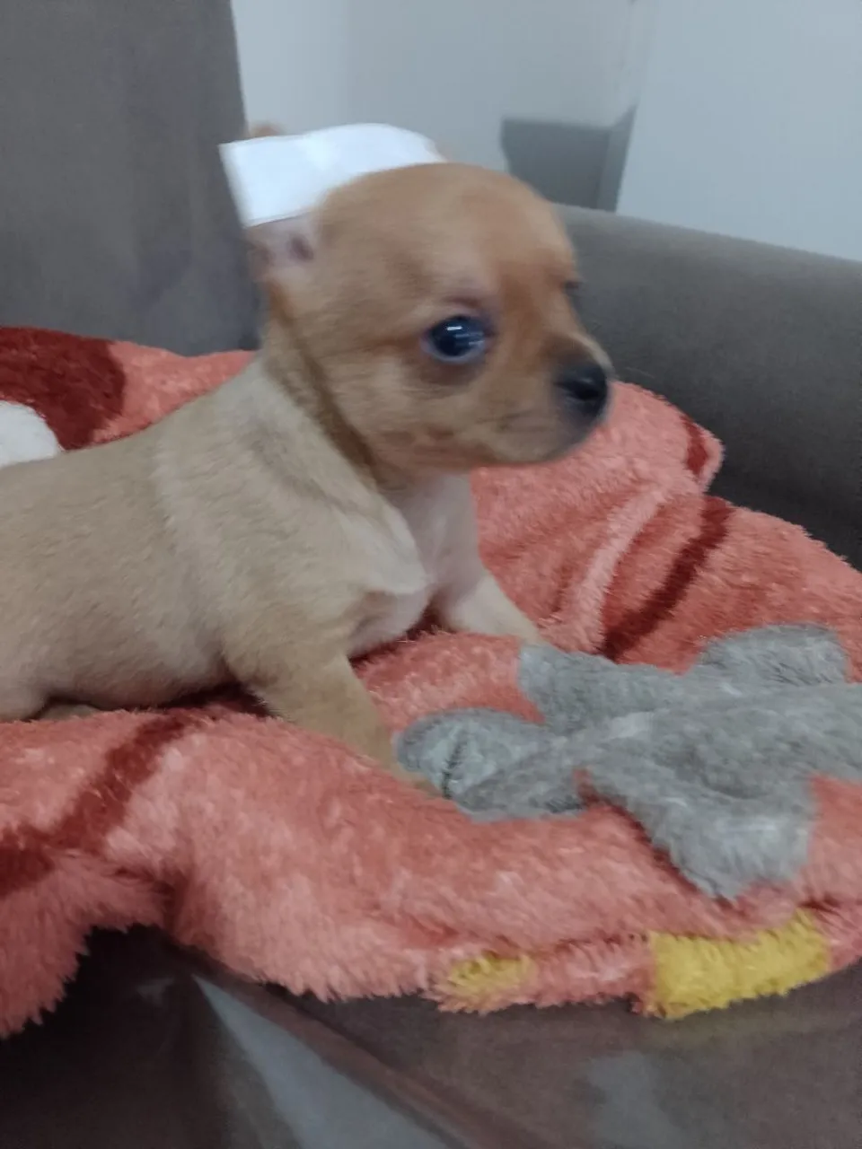 Pinscher macho