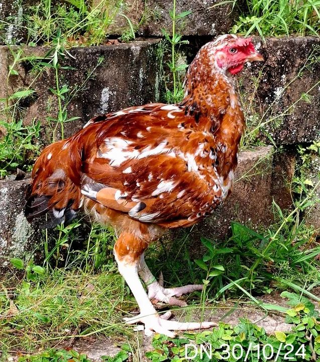 Frangos(a) GSB  Linda Plumagem - Foto 4