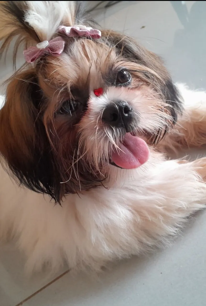 Shih Tzu
