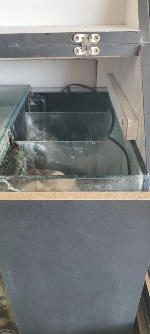 Aquario pronto  para ciclídeos africanos - Foto 4