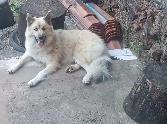 Filhote macho de Husky siberiano disponível