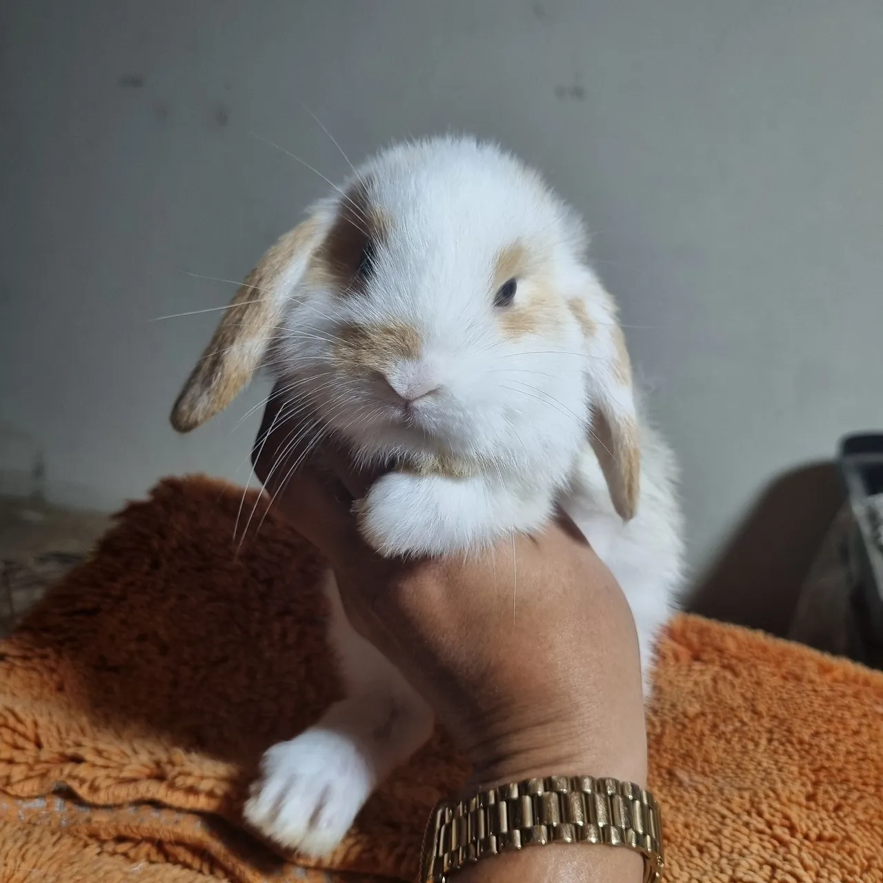 Coelho mini lop femea linda tricolor