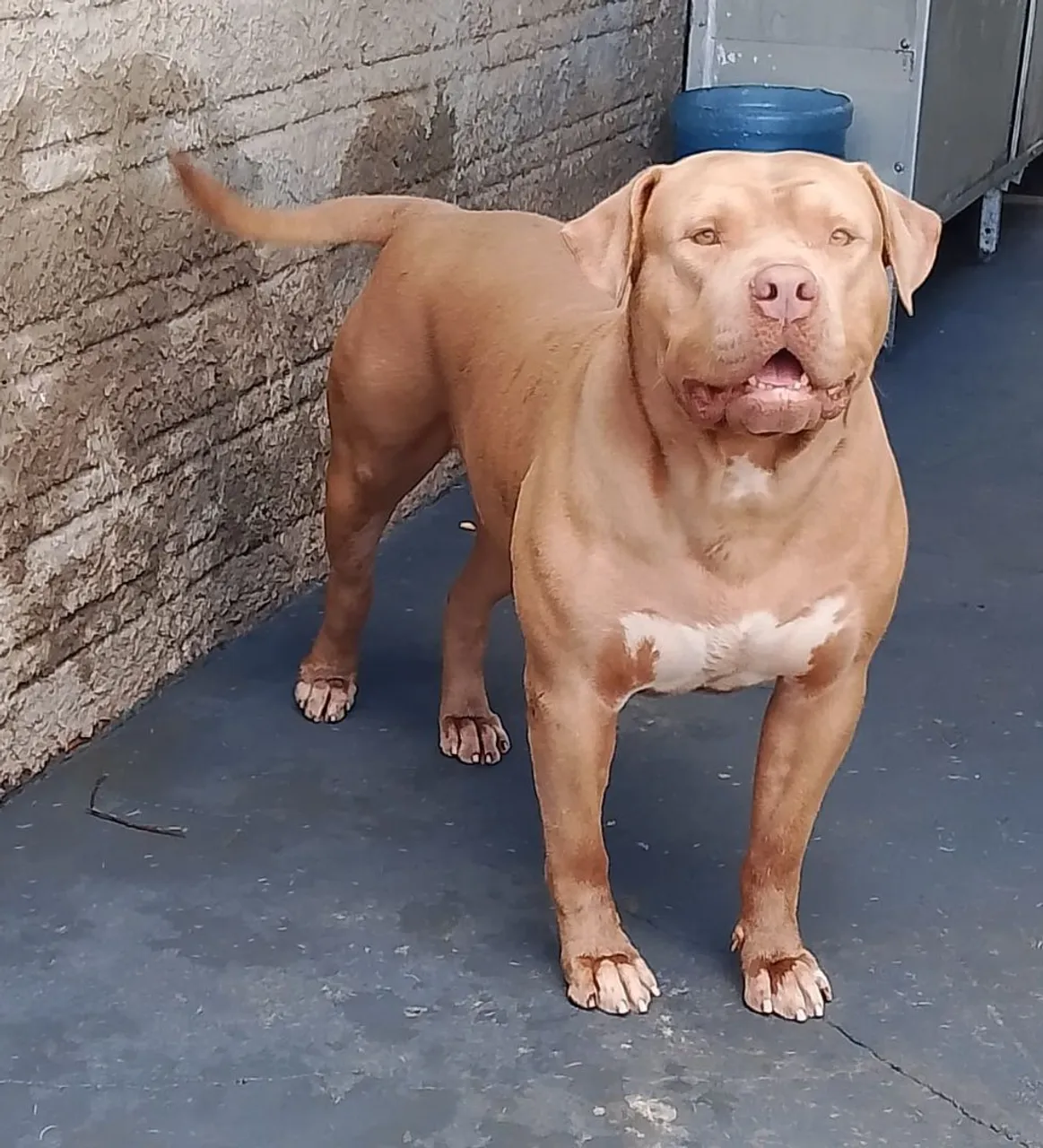 Pitbull Fêmea branca com marrom / Pit monster cor chocolate
