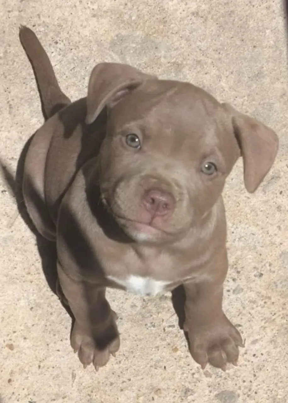 Filhote de Pitbull - Fofura em 4 patas!