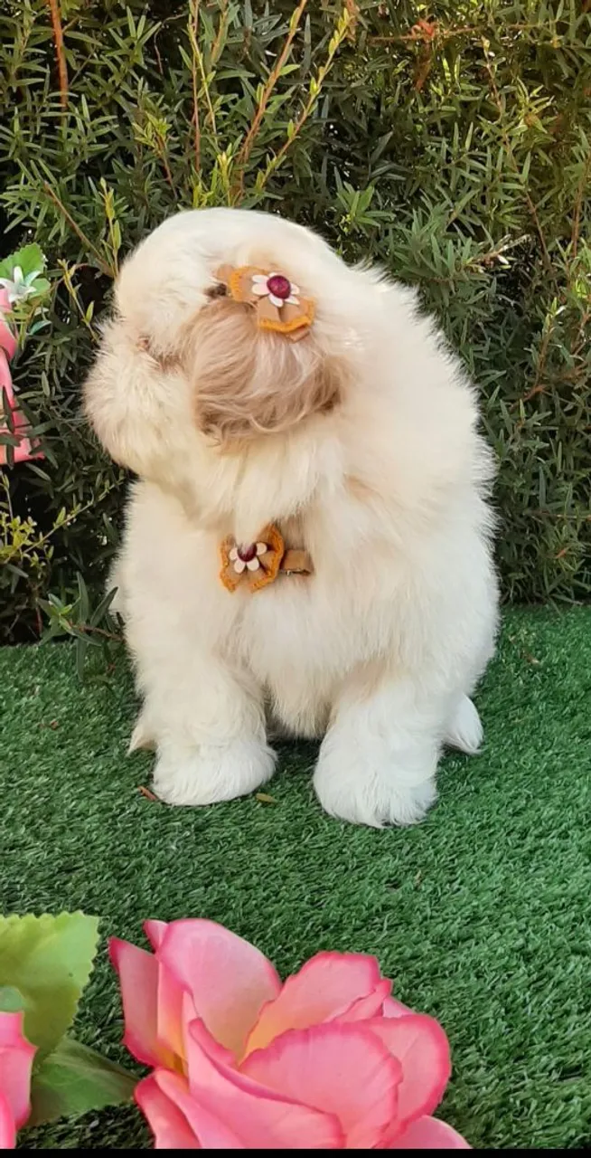 Lindas Babys Shih-tzu entrego Vacinada e higienizadinha e com entrega gratuita.