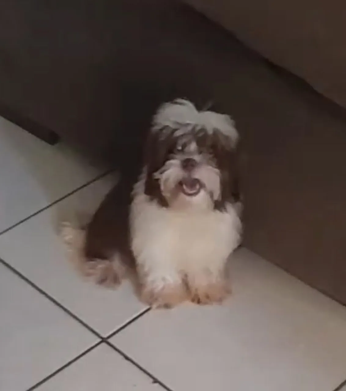 Vendo shihtzu machinho