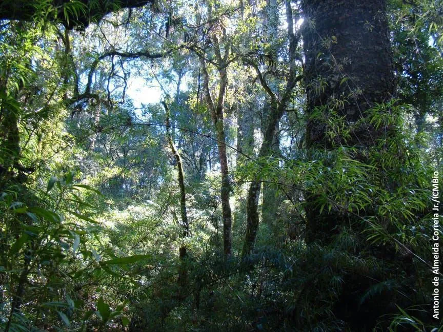 Vendo Fazenda no Amazonas com a 108.000 hectares